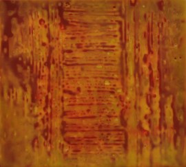 Copyright: Michele Schuff